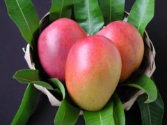 Árboles De Mango - Injertados - - comprar online