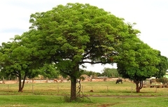 Árboles De Mango - Injertados - en internet