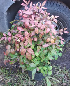 Nandina Fire Power, Arbusto Muy Atractivo - comprar online