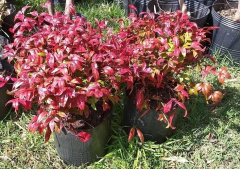 Nandina Fire Power, Arbusto Muy Atractivo