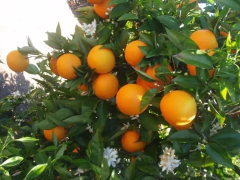 Naranjo Navelina - Naranja De Ombligo - Certificado