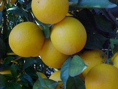 Naranjo Valencia Late - De jugo - Plantas certificadas - comprar online