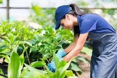 Fertilizante Nitrofoska granulado x 1 Kg - Vivero Las Magnolias
