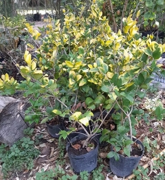 Olea Texana Áureovariegata, Ideal Cerco Vivo