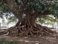 Ombú De Aproximadamente 2,5 M De Altura