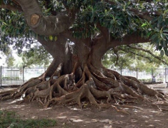 Ombú adulto De Aproximadamente 2,5 M De Altura - comprar online