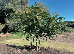 Árbol De Palta Torres Injertados - Calidad De Exportación - comprar online