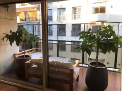 Combo de 3 paltas: 2 Hass + 1 Ettinger - muy productivos - Vivero Las Magnolias