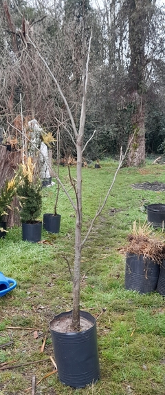 Árbol De Pecan De 5 Años - 2 Metros - Vivero Las Magnolias