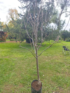 Pera Japonesa Nashi - Pera Asiática - Ya Fructifica - Vivero Las Magnolias