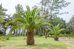 Palmera Canaria - Phoenix Canariensis - Muy Lindas - comprar online