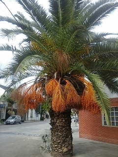 Palmera Canaria - Phoenix Canariensis - Muy Lindas