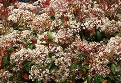 Photinia Frasseri, Ideal Cerco en internet
