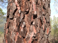 Pino Marítimo (pinus Pinaster), Muy Lindos en internet