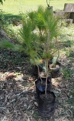 Pino Marítimo (pinus Pinaster), Muy Lindos - Vivero Las Magnolias