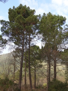 Pino Marítimo (pinus Pinaster), Muy Lindos