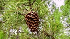 Pino Marítimo (pinus Pinaster), Muy Lindos - comprar online