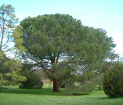 Pino Piñonero (pinus Pinea) - Pino romano - comprar online