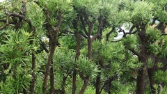 Podocarpus (tejo Chino) - Árbol Muy Ornamental en internet