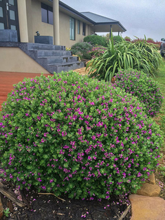 Polygala - Precioso Arbusto, Muy Florífero en internet
