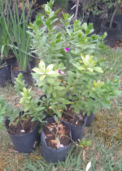 Polygala - Precioso Arbusto, Muy Florífero - Vivero Las Magnolias