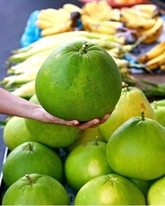 Pomelo chino (gigante) - Pamplemusa - comprar online