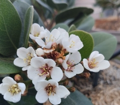 Raphiolepsis umbellata, arbusto muy decorativo y perfumado