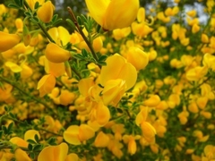 Retama amarilla, excelentes ejemplares