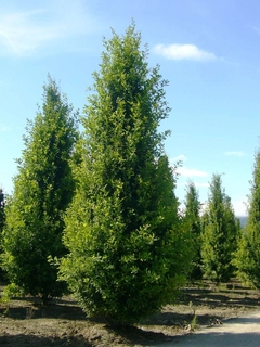 Roble fastigiata - roble piramidal, ideal alineaciones