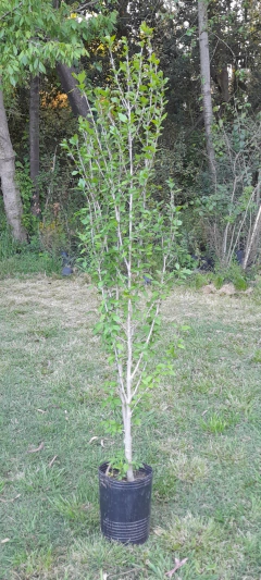 Rosa Siria (hibiscus Syriacus) - Plantas Grandes - comprar online