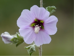 Rosa Siria (hibiscus Syriacus) - Plantas Grandes