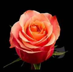 Rosal Cherry Brandy Certificada - Flor Anaranjada Cobriza - comprar online