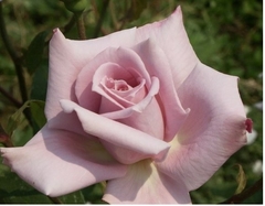 Rosal Lady X - Color Lila