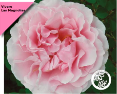 Rosal Muskoka, Muy Poco Difundido