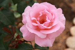 Rosal Queen Elizabet, Muy Linda Grandiflora Rosada - Libre de virus