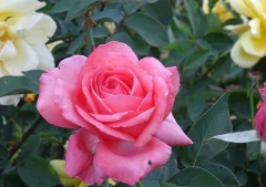 Rosal Santa Fe, color rosado, perfumado