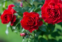 Rosal Trepador Canasta, Rojo Aterciopelado, Muy Perfumado