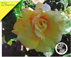 Rosal Trepador Gloria Dei - Certificado - 2 Metros