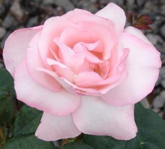 Rosal Versailles rosado, muy linda