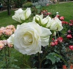 Rosal Virgo - Blanco puro, perfumada