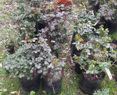 Rosal Cherry Brandy Certificada - Flor Anaranjada Cobriza en internet