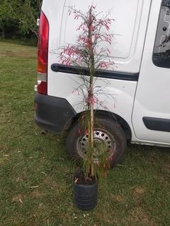 Russelia equisetiformis - Lluvia de coral - comprar online