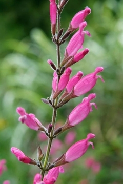 Salvia Involucrata - De Flor Fucsia, Perfumada - comprar online