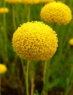 Santolina, Planta Ornamental Y Medicinal