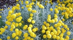 Santolina, Planta Ornamental Y Medicinal - comprar online