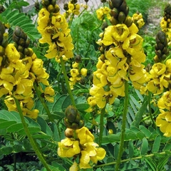 Retama africana (Senna didymibotrya) - Últimas dos - comprar online