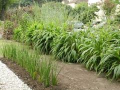 Pasto Palmera - Gramínea Muy Ornamental