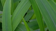 Pasto Palmera - Gramínea Muy Ornamental - comprar online