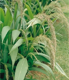 Pasto Palmera - Gramínea Muy Ornamental en internet