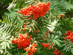 Serbal De Los Cazadores - Sorbus